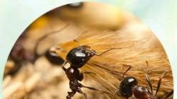 К чему снятся муравьи и пчелы