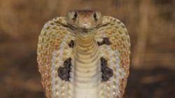 К чему снится змея кобра — толкование сна по сонникам